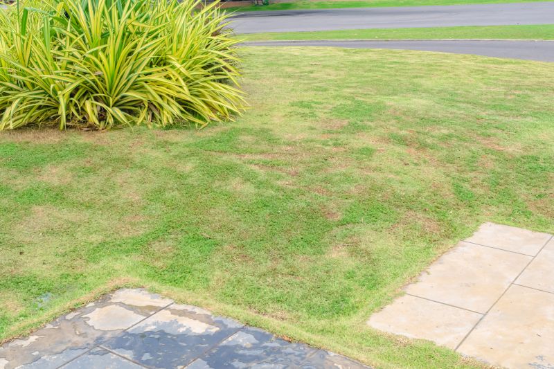 Lawn Before Mowing