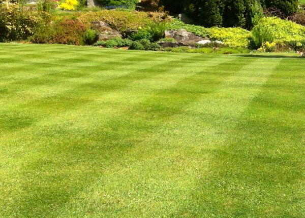 Cost of Commercial Grass Cutting in Frederick