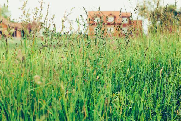 Cost of Tall Grass Cutting in Frederick