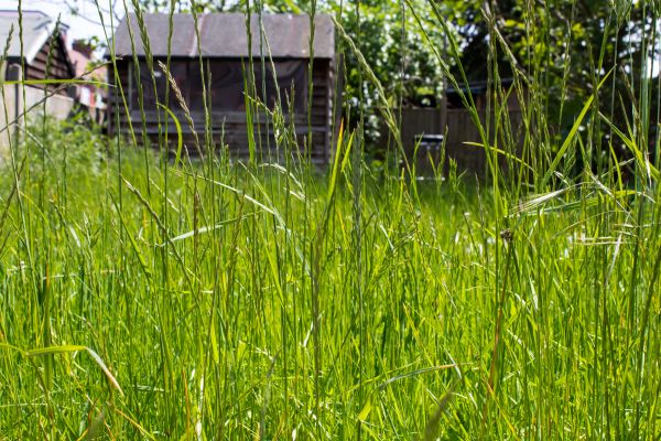 Cost of Overgrown Lawn Trimming in Frederick