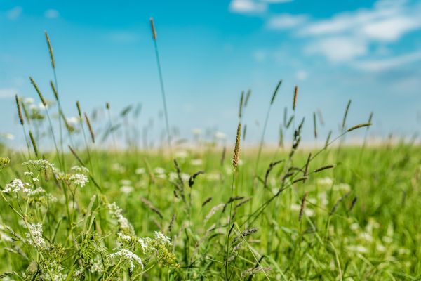 Cost of High Grass Trimming in Frederick