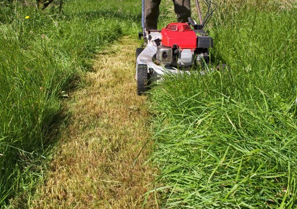 Cost of Leaf Mowing in Frederick